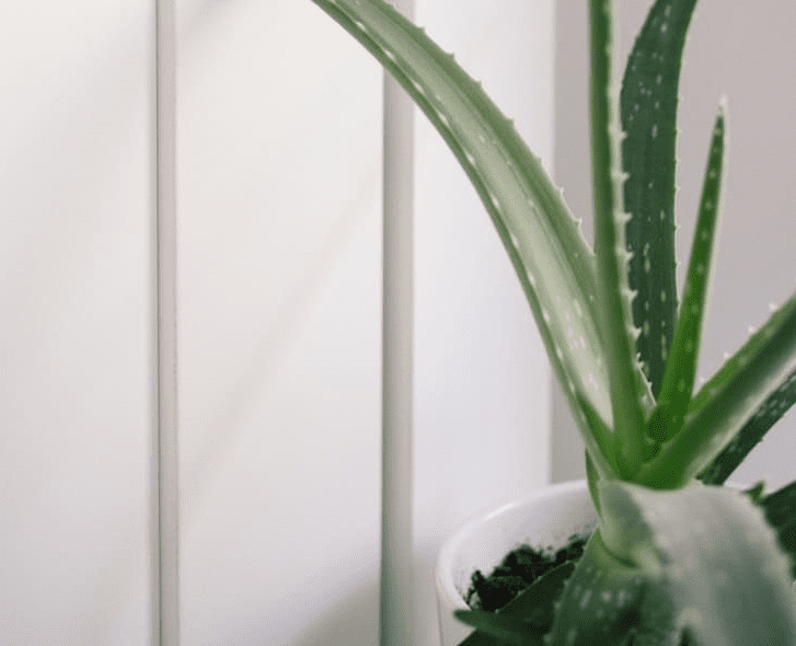 Les aloe vera plantes d'interieur qui soigne les petits maux du quotidien-slow-deco