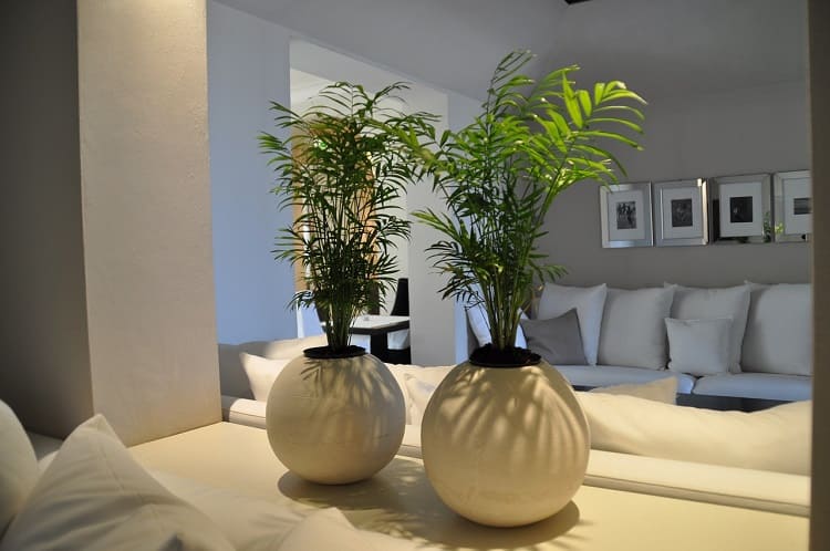 Les plantes d'intérieur subliment la décoration de nos maisons-slow-deco